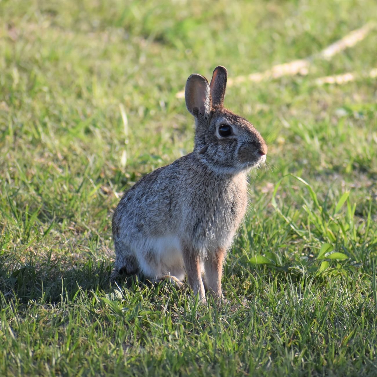 A close-up of a rabbit sitting in lush green grass.