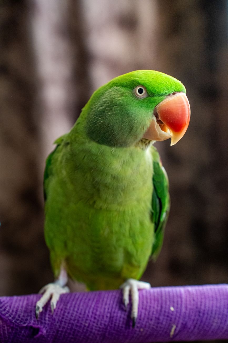 A vivid green parrot with a red beak perched on a stand.