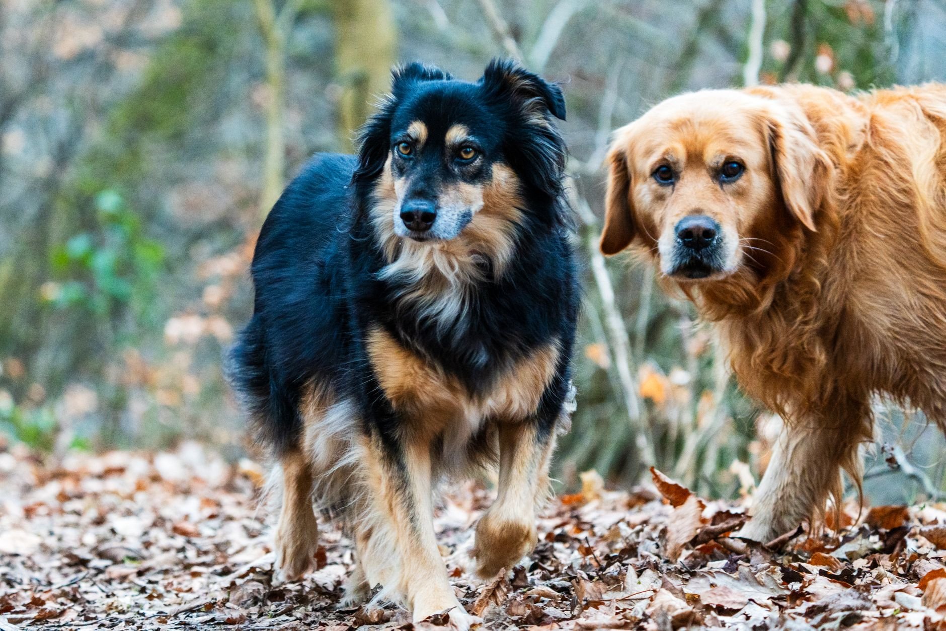 Two dogs walking through an autumn forest path in golden light.