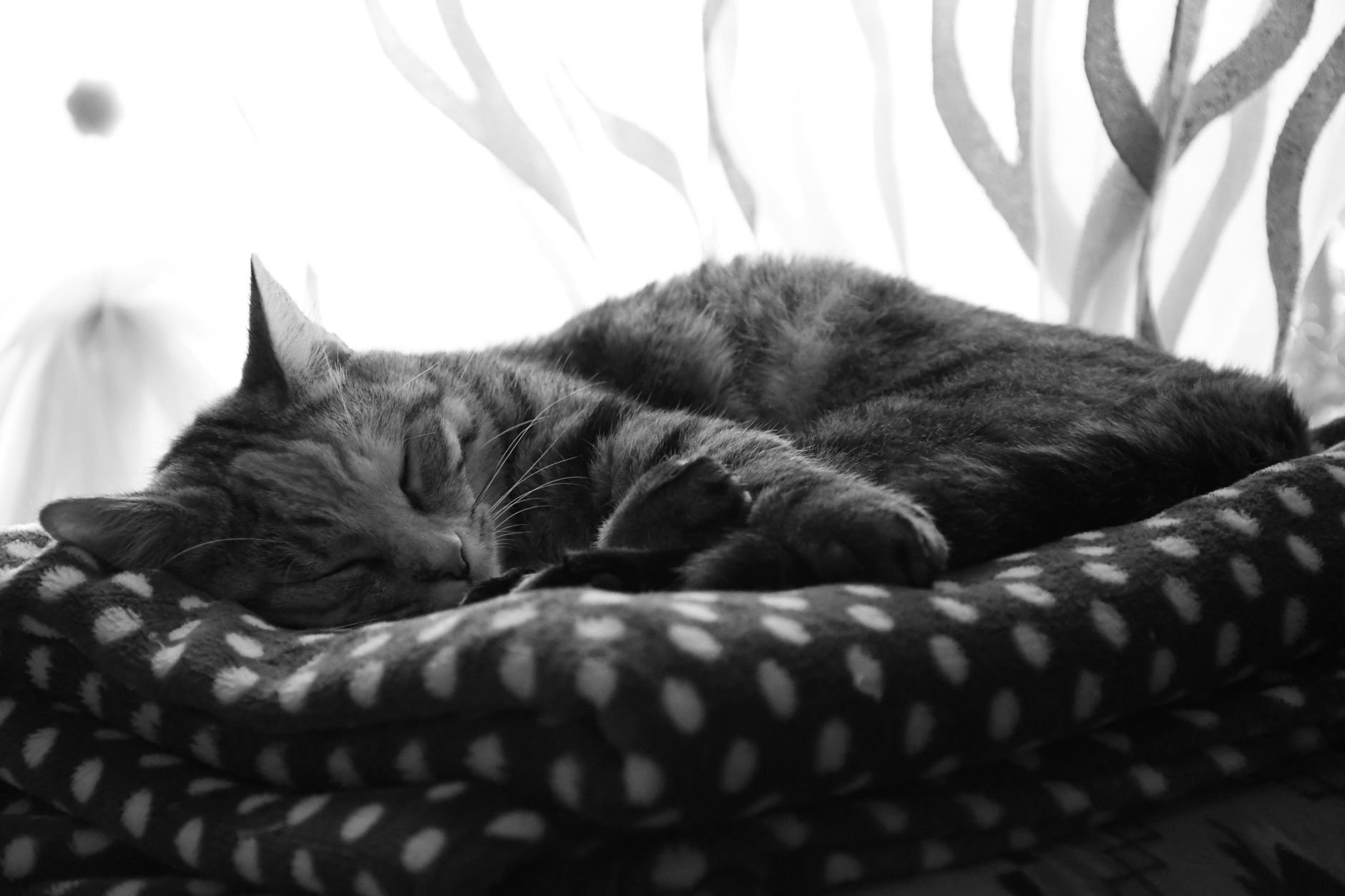 A beautiful cat peacefully sleeping on a soft, patterned blanket by a window with natural light.