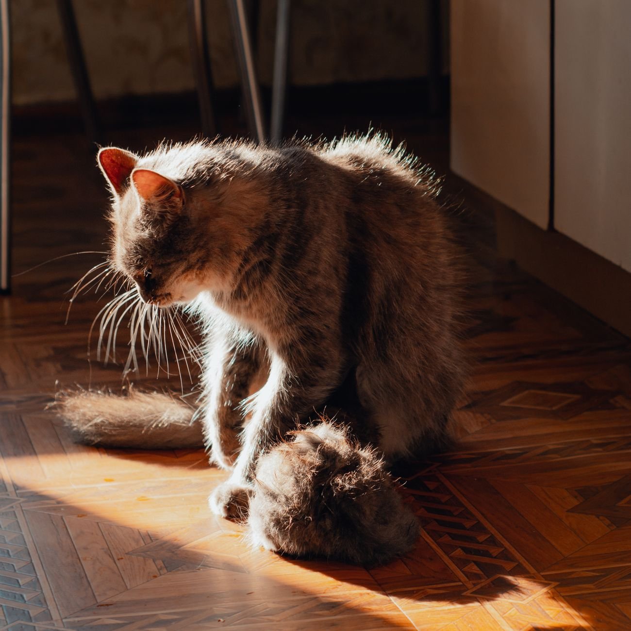 A fluffy domestic cat basking in sunlight on a wooden floor indoors.
